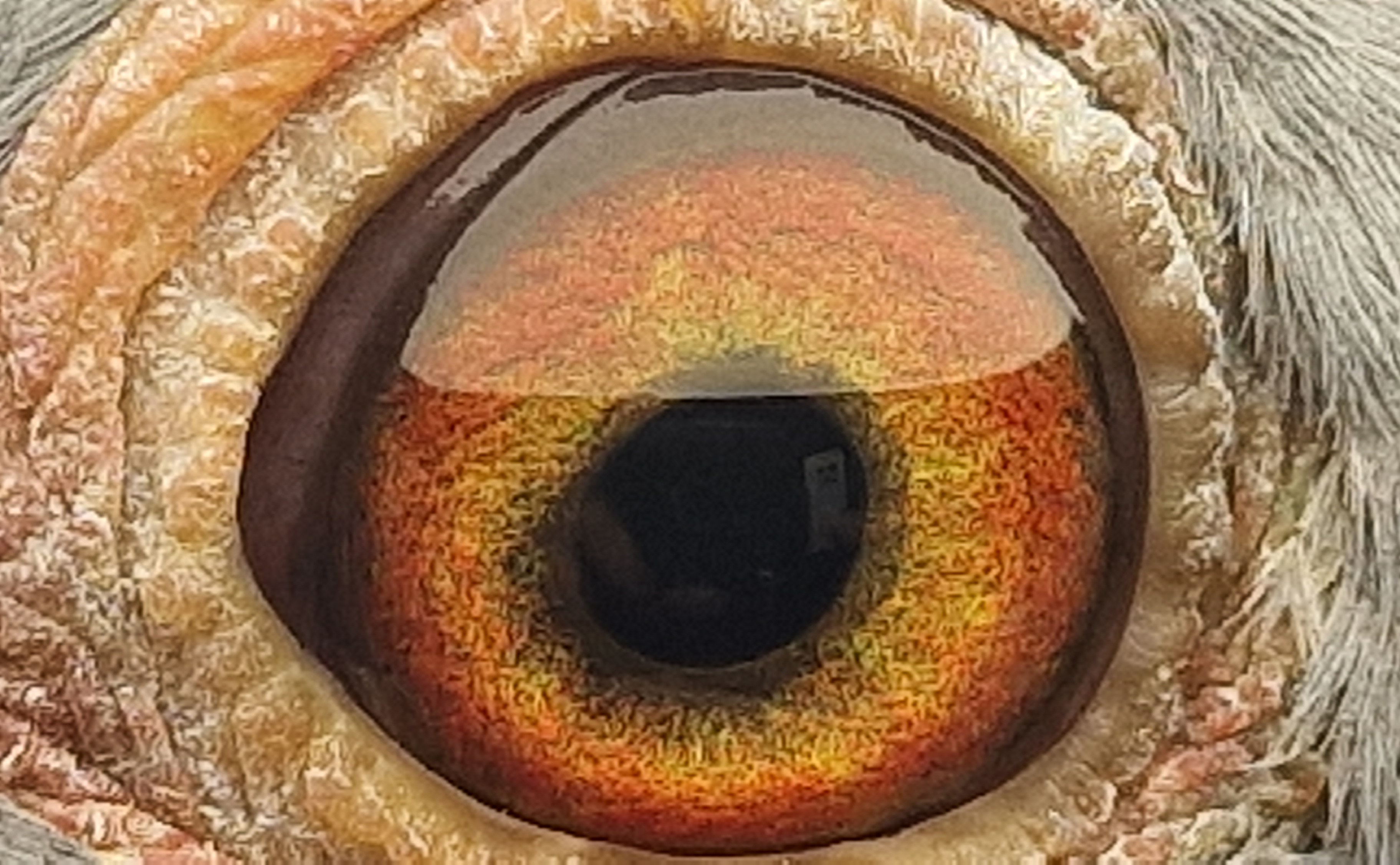 Pigeon eye